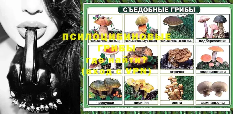 Псилоцибиновые грибы Cubensis Курганинск